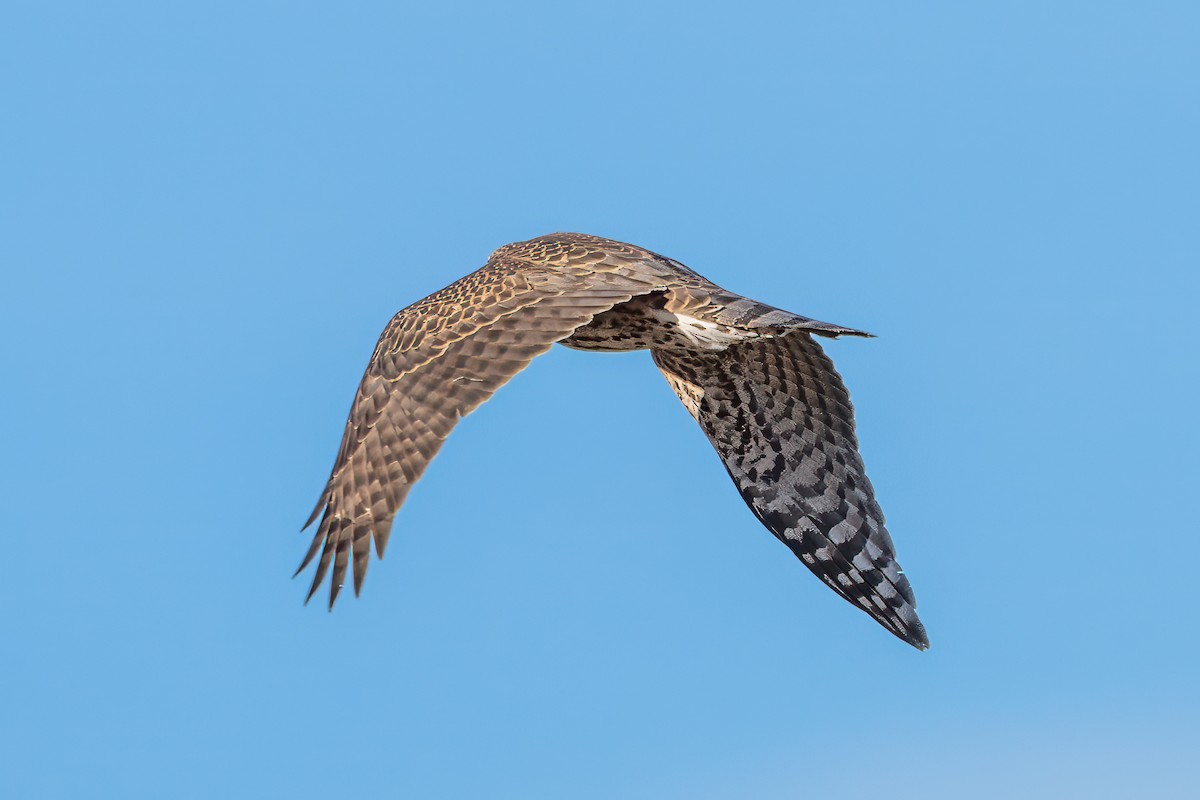 kråkehauk - ML645476733