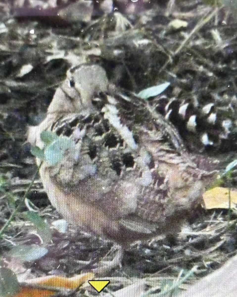 American Woodcock - ML645476738