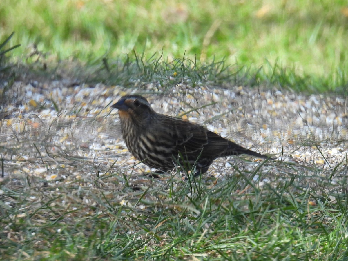 Красноплечий трупиал - ML645476740