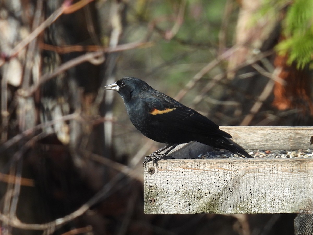 Красноплечий трупиал - ML645476741