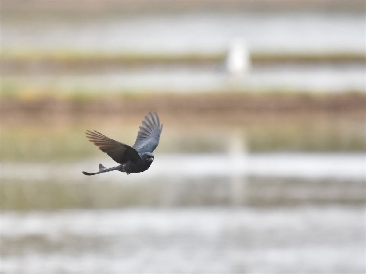 Black Drongo - ML645476746