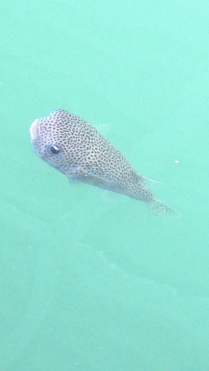 Animals - ML645476750