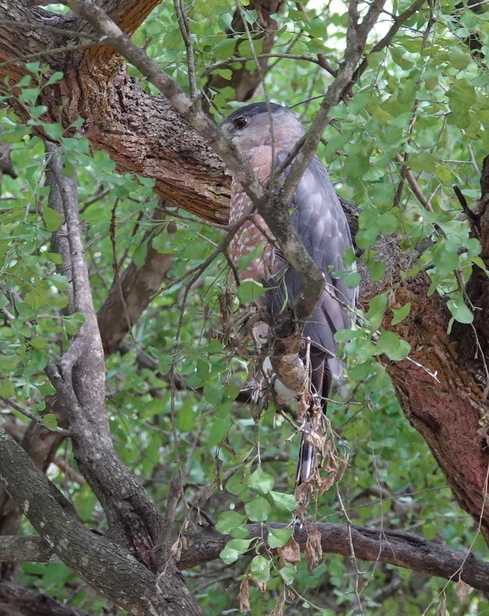 Cooper's Hawk - ML645476751