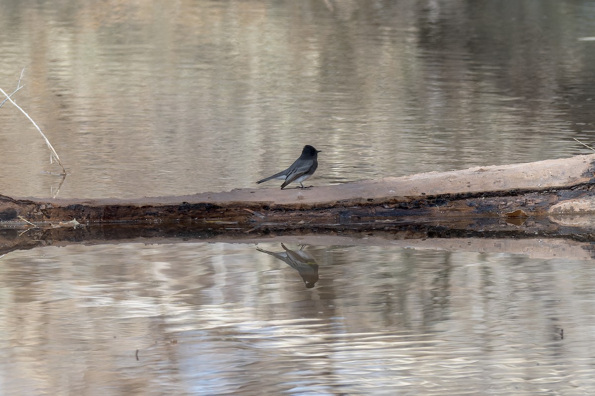 Black Phoebe - ML645476752