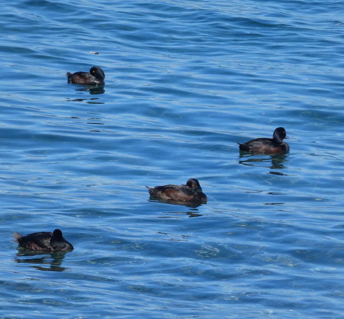 New Zealand Scaup - ML645476753