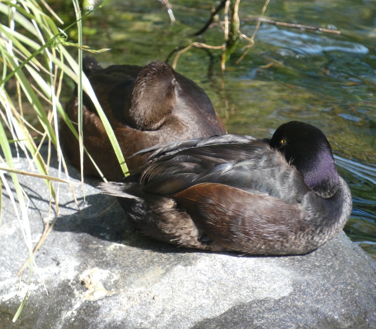 New Zealand Scaup - ML645476754