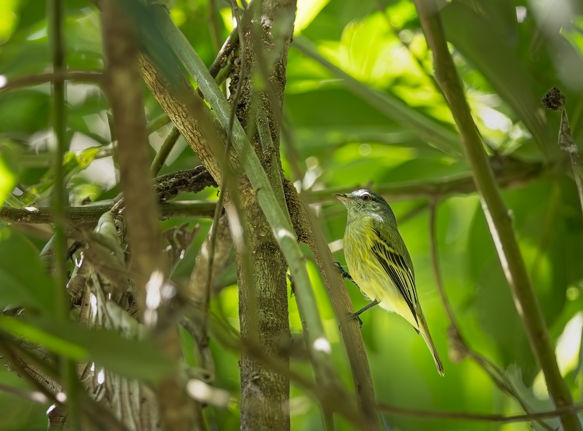 White-fronted Tyrannulet - ML645476764