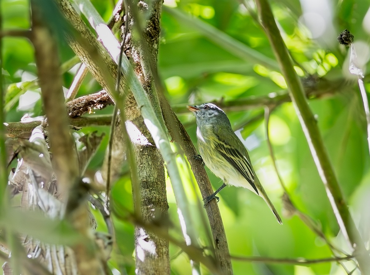 White-fronted Tyrannulet - ML645476765