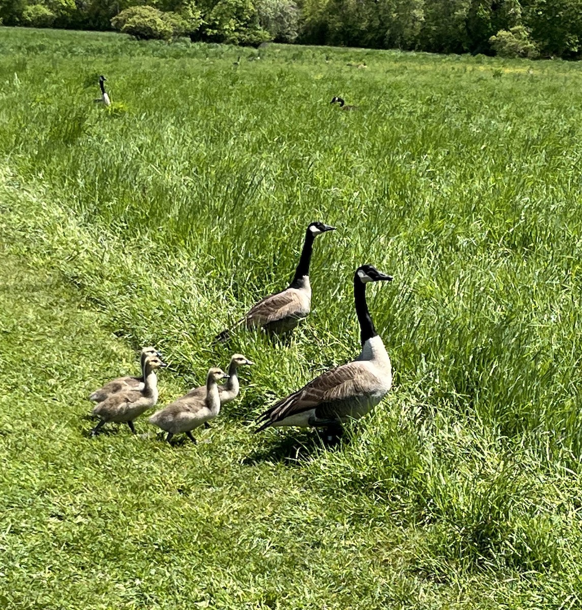 Barnacla Canadiense Grande - ML645476767