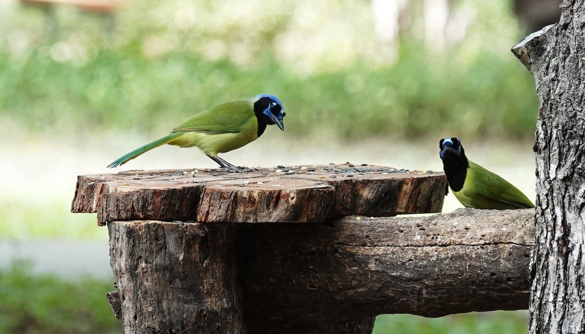 Geai vert - ML645476777