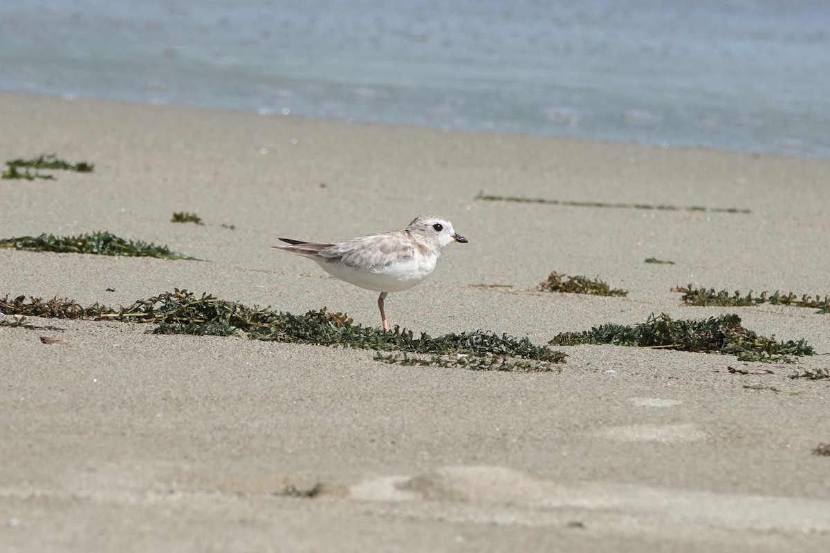 Flötenregenpfeifer - ML645476785