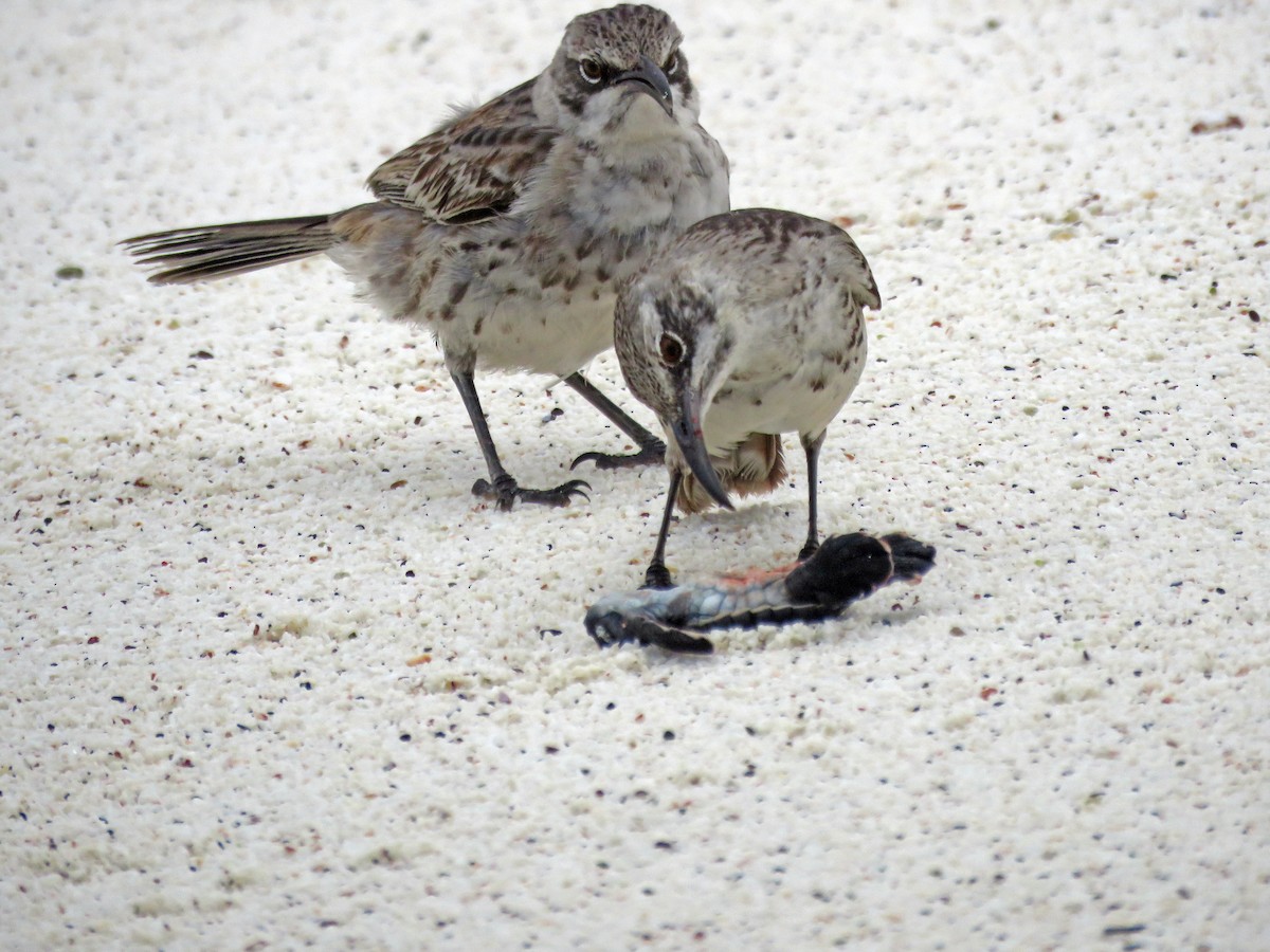 Española Mockingbird - ML645476787