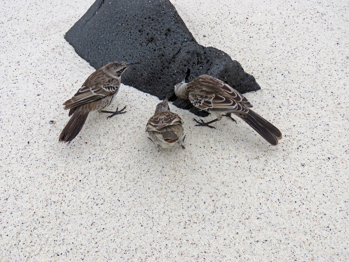 Española Mockingbird - ML645476788