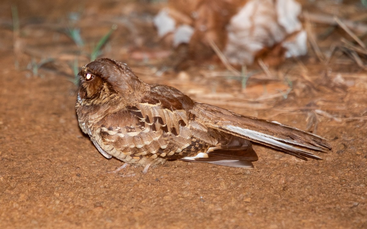 Пораке - ML645476789