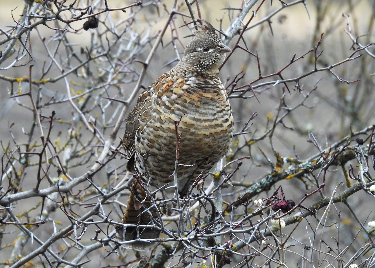Ruffed Grouse - ML645476791