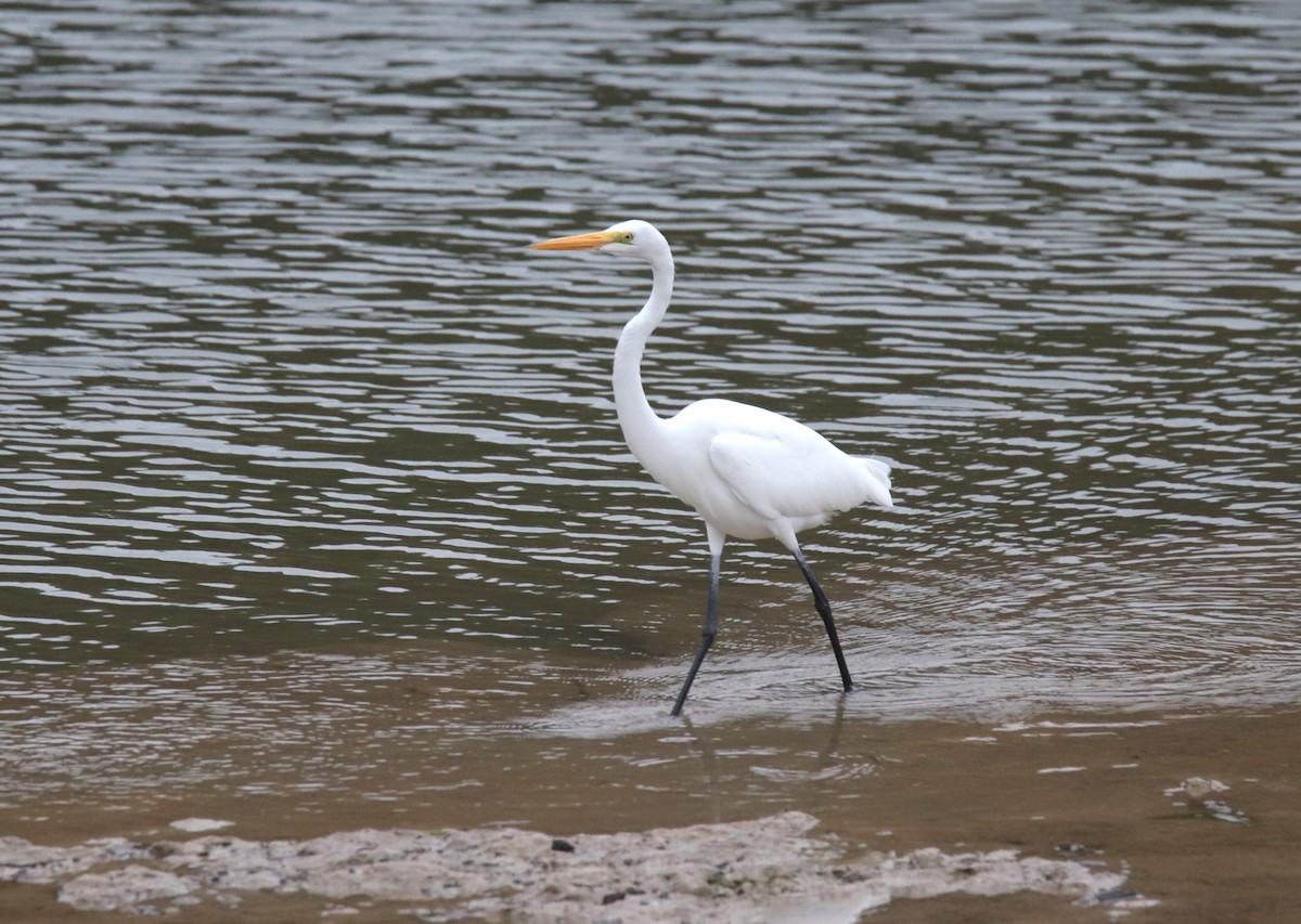 Silberreiher - ML645476792