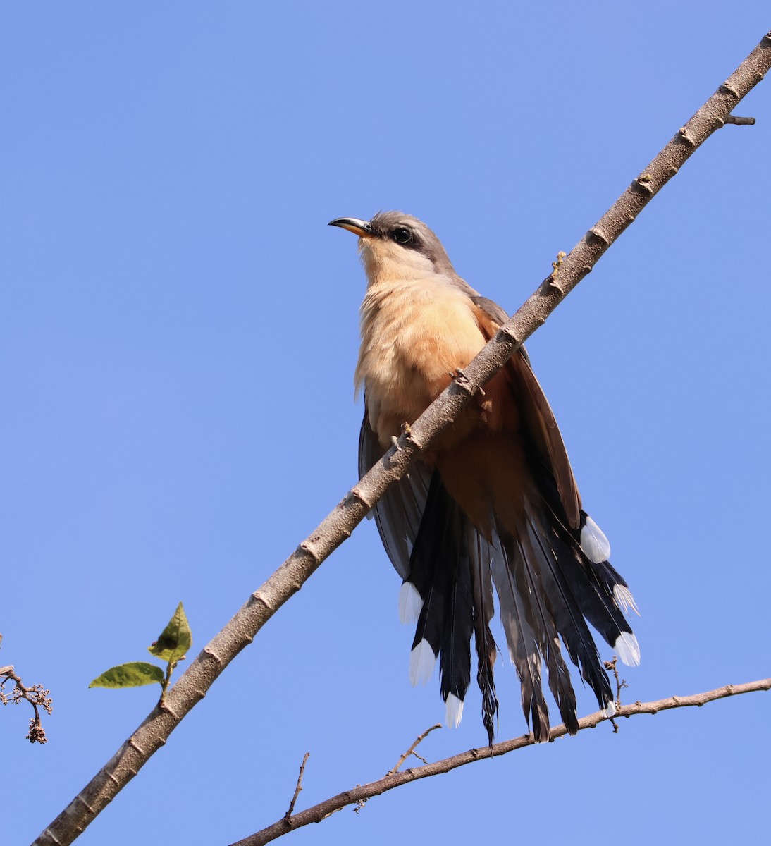 Mangrove Cuckoo - ML645476800