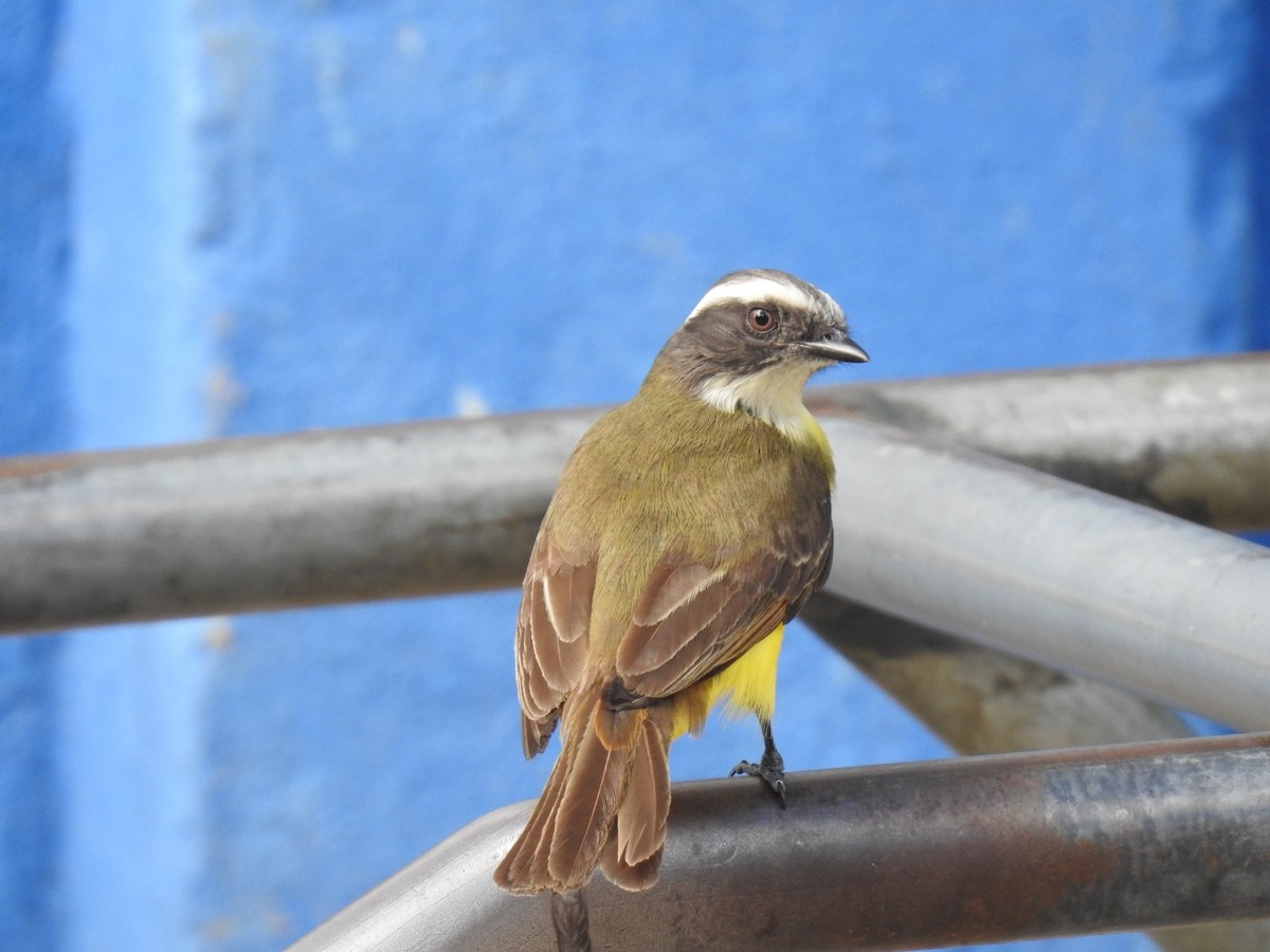 Красношапочный бентеви - ML645476801