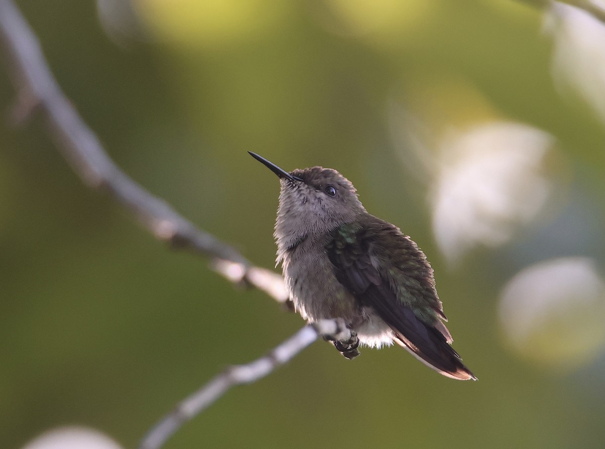 Vervain Hummingbird - ML645476815