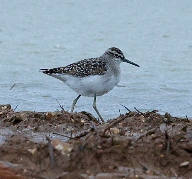 vodouš bahenní - ML645476816