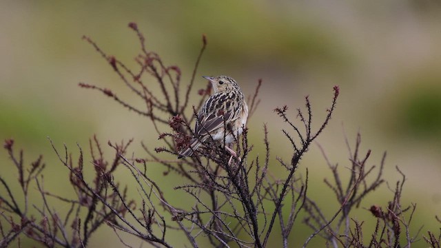Paramo Pipit - ML645476817