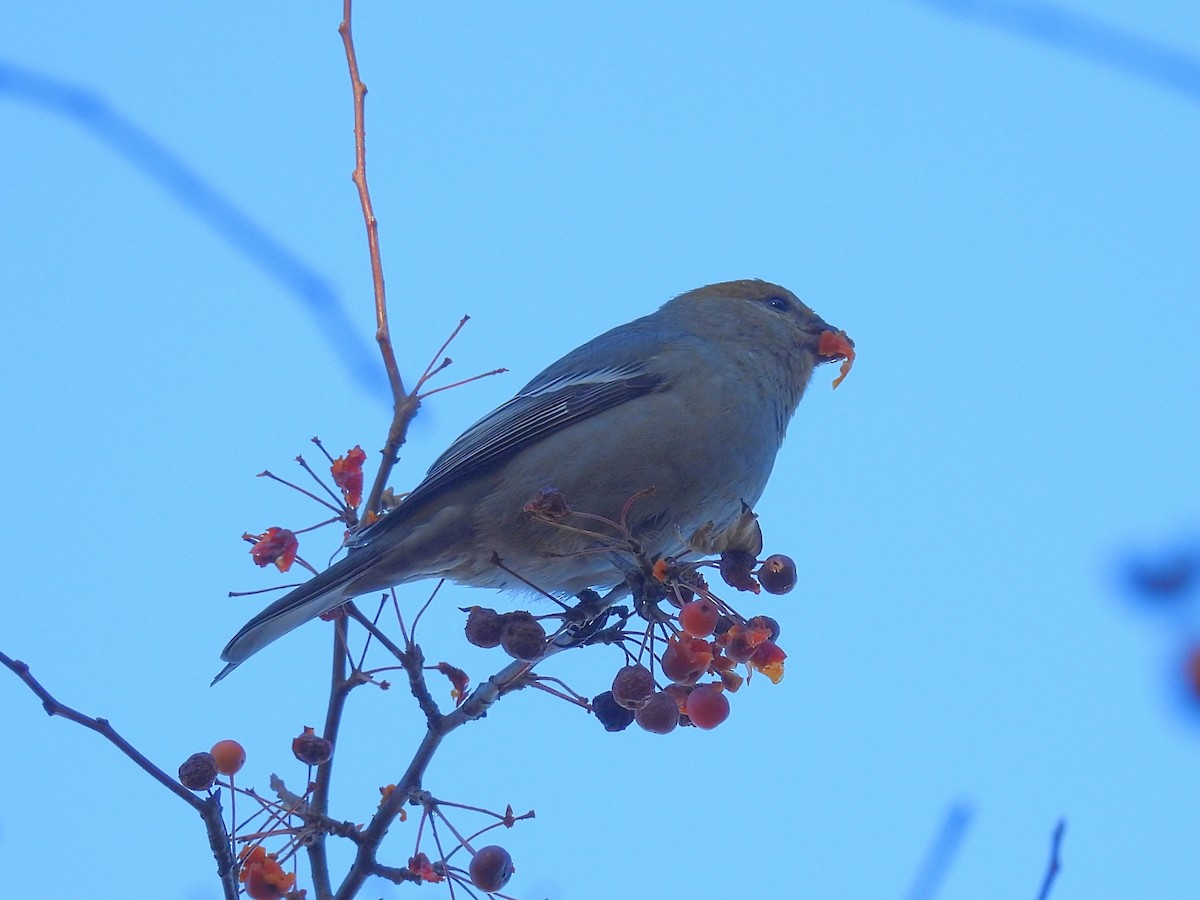 Pine Grosbeak - ML645476818