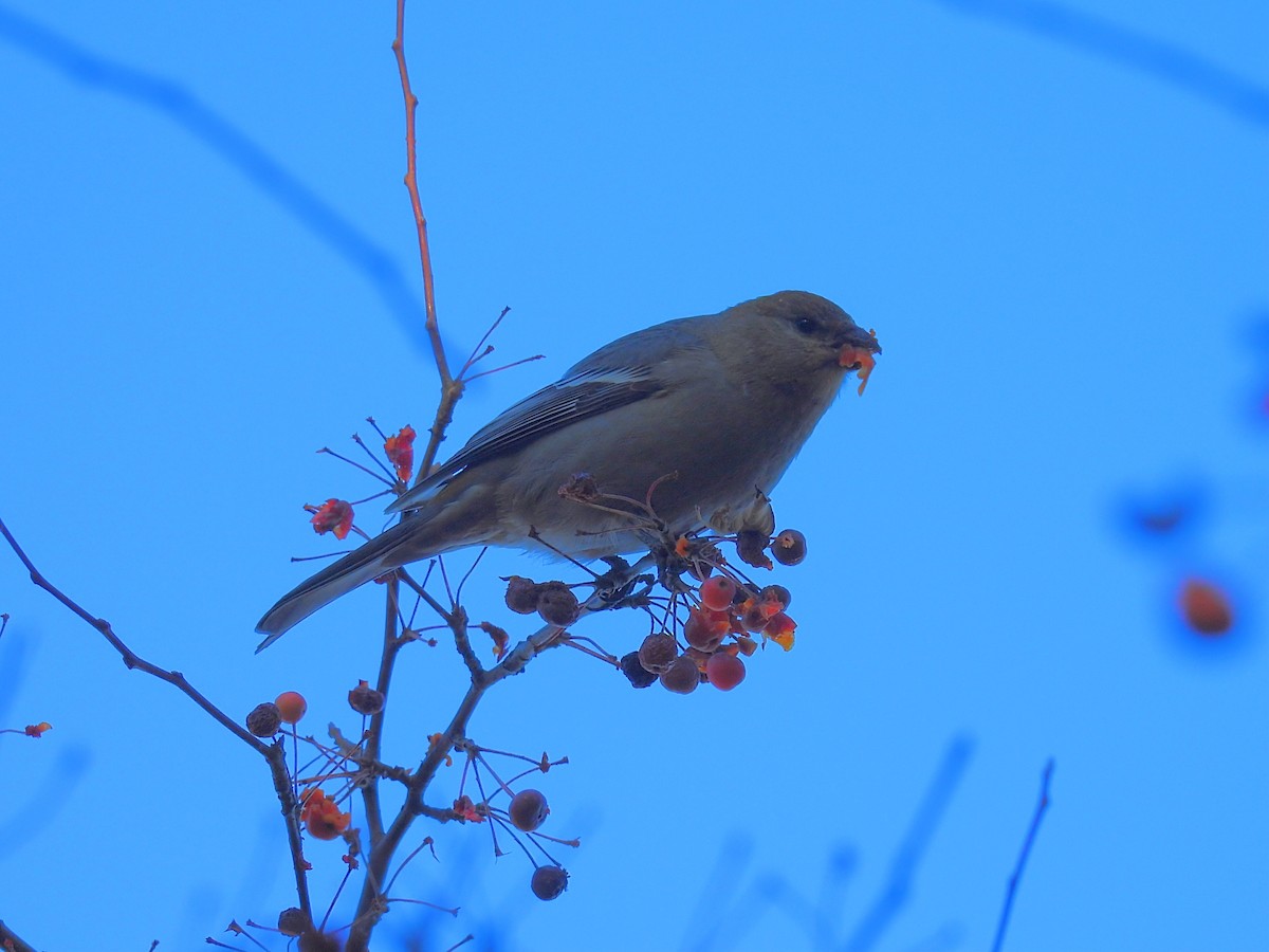 Pine Grosbeak - ML645476819