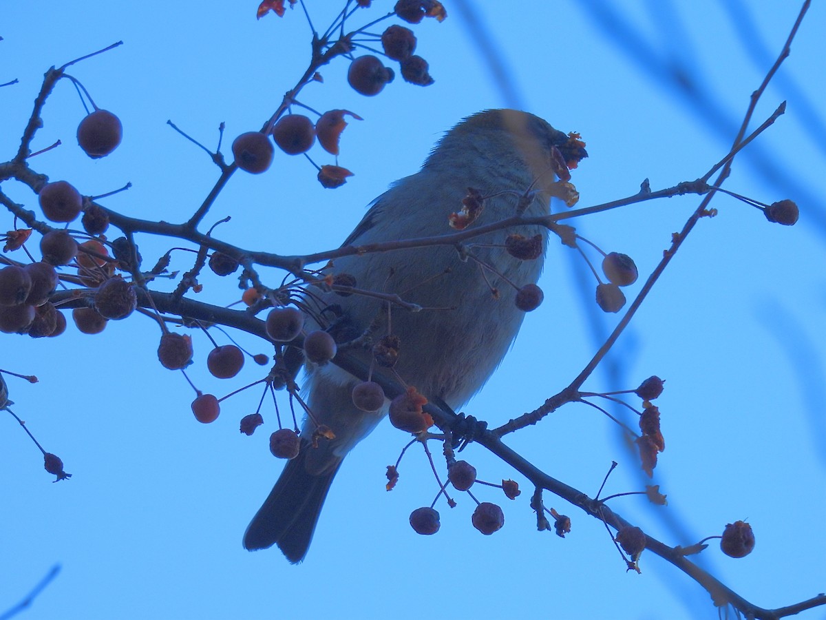 Pine Grosbeak - ML645476820
