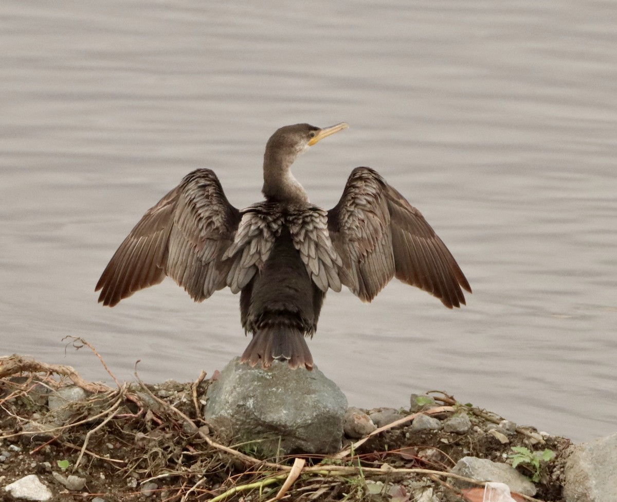 Double-crested Cormorant - ML645476822