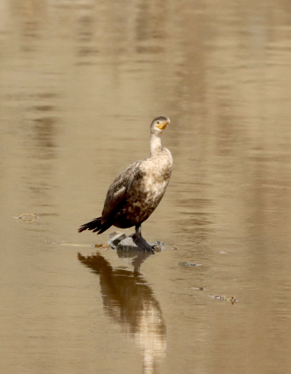 Double-crested Cormorant - ML645476823