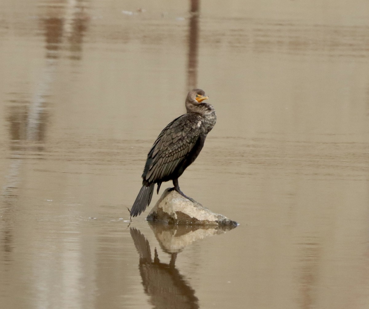 Double-crested Cormorant - ML645476824