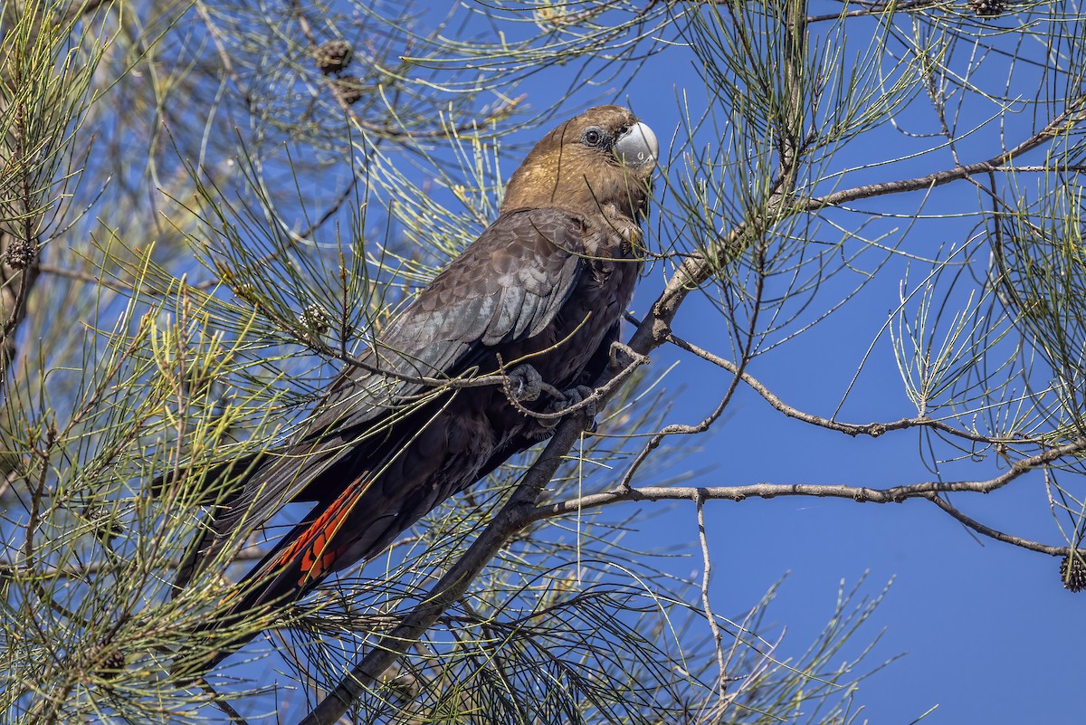 Glossy Black-Cockatoo - ML645476825