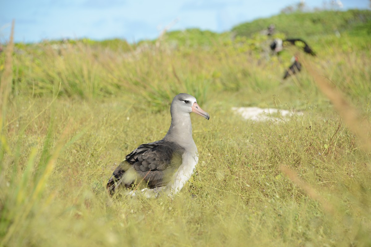 Laysan x Black-footed Albatross (hybrid) - ML645476826