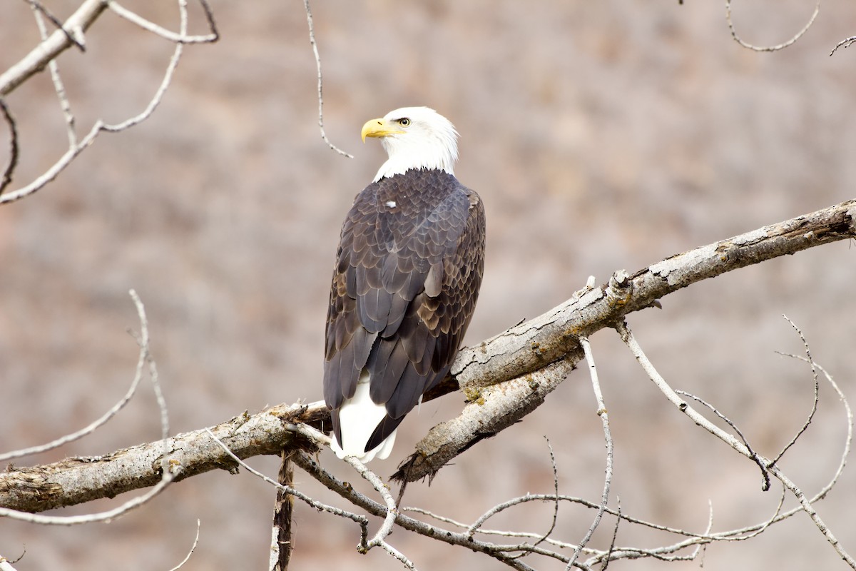 Bald Eagle - ML645476830