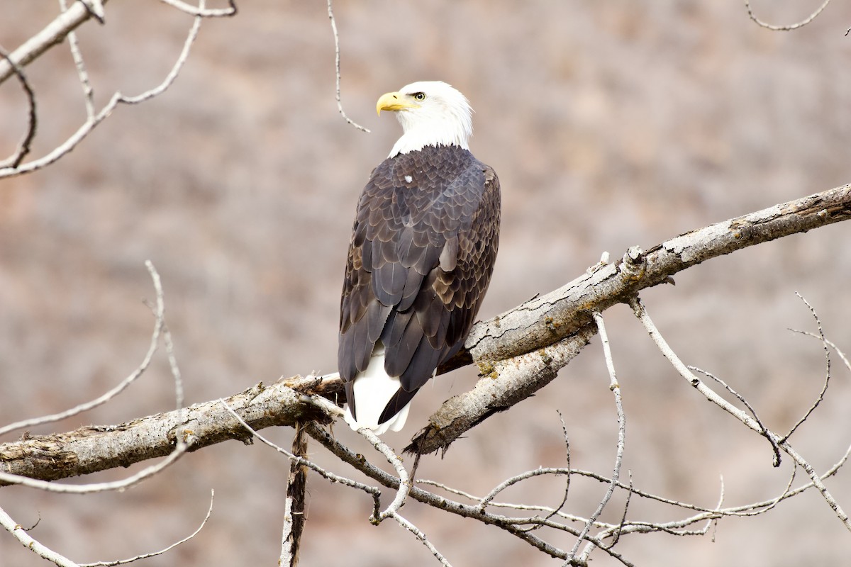 Bald Eagle - ML645476831