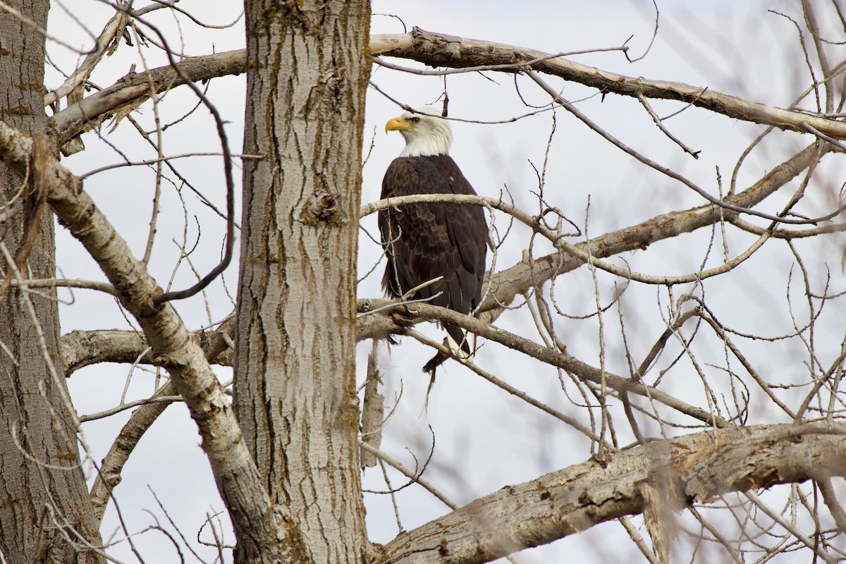 Bald Eagle - ML645476832