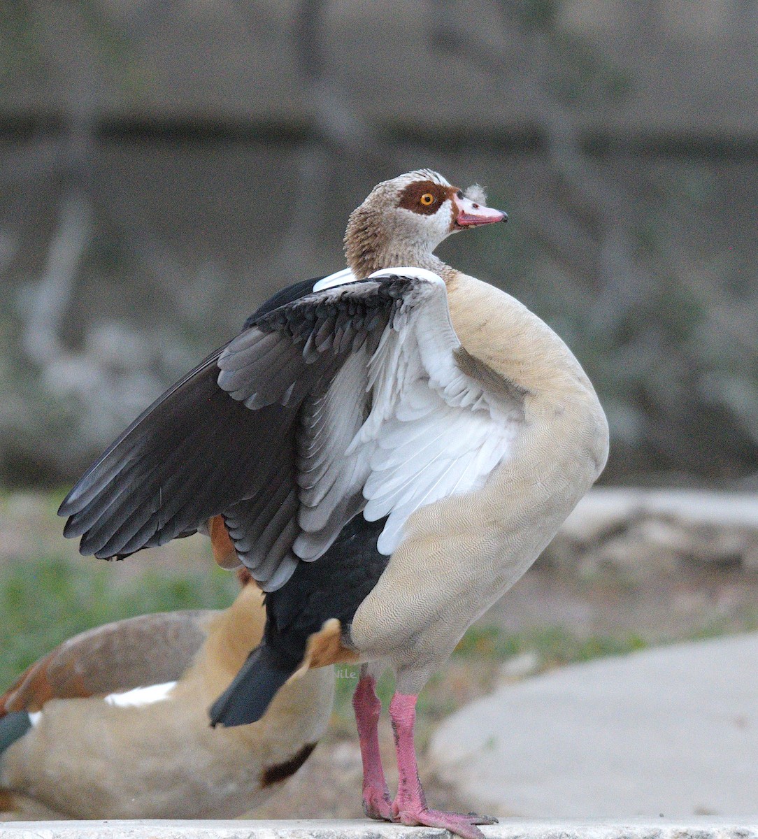 Egyptian Goose - ML645476833