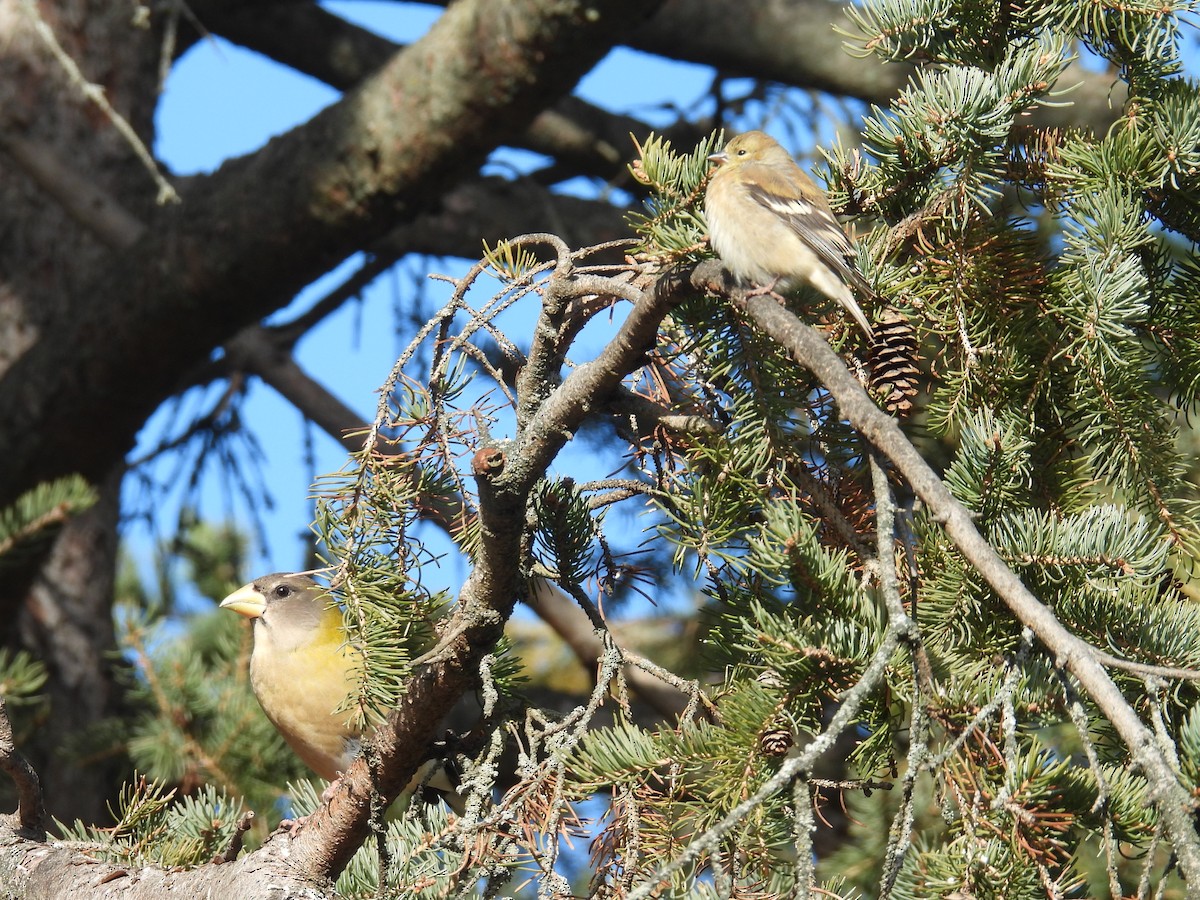 American Goldfinch - ML645476836