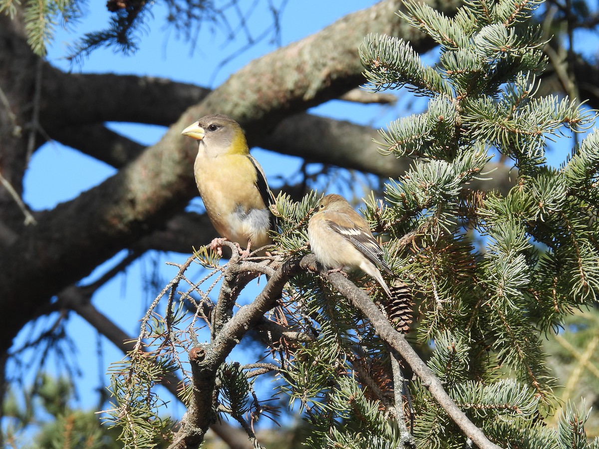 American Goldfinch - ML645476837