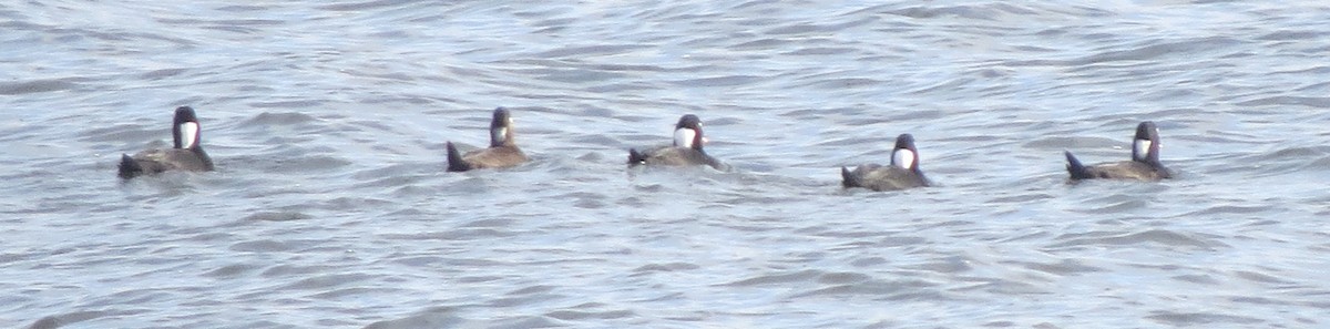 Surf Scoter - ML645476838