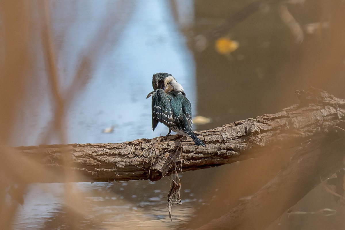 Green Kingfisher - ML645476839