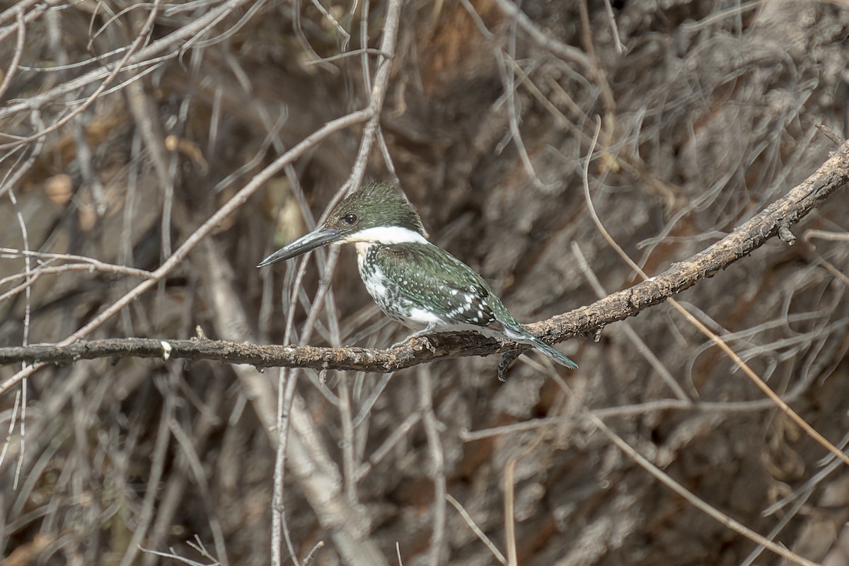 Green Kingfisher - ML645476840