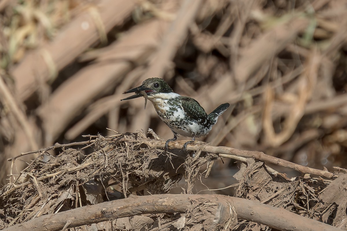 Green Kingfisher - ML645476841