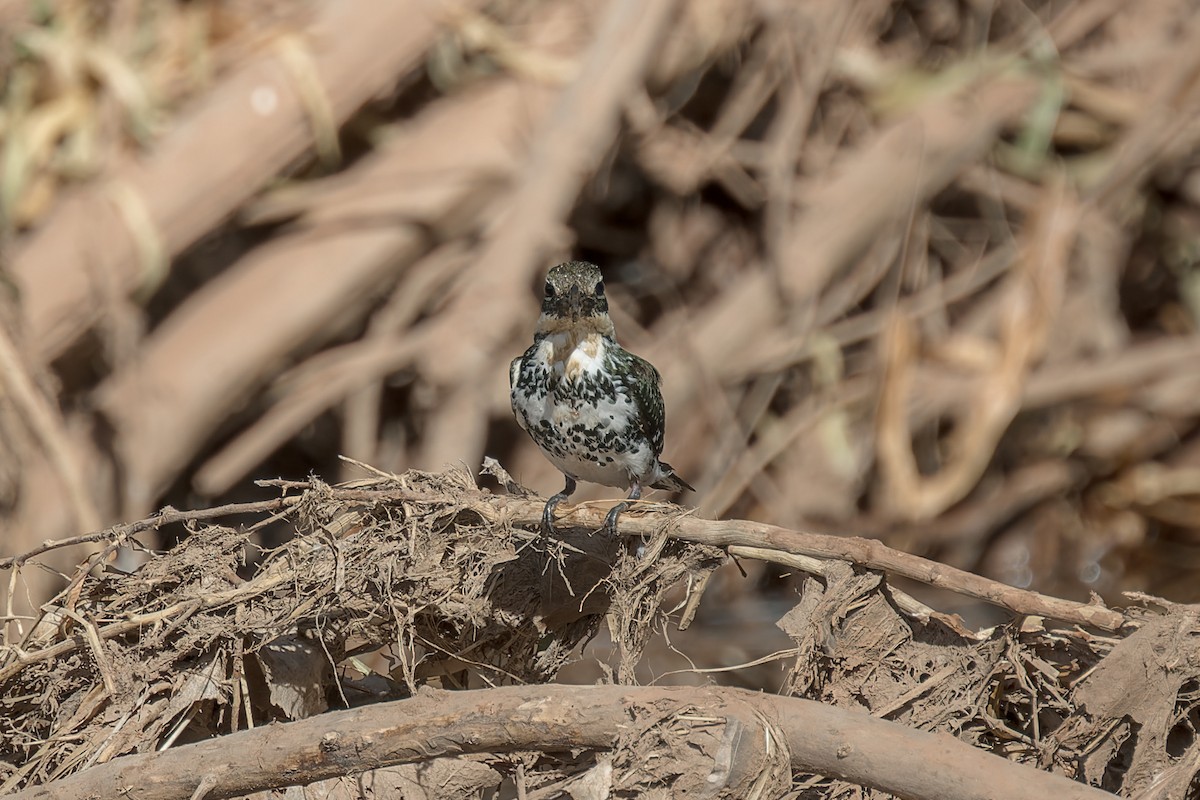Green Kingfisher - ML645476842