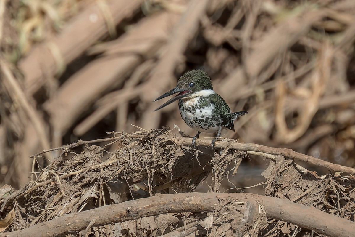 Green Kingfisher - ML645476843