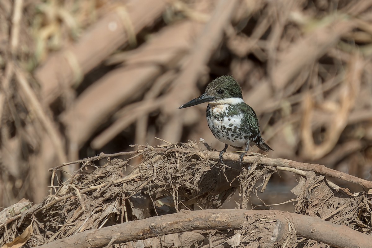 Green Kingfisher - ML645476844