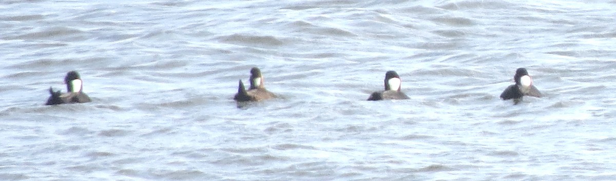 Surf Scoter - ML645476848