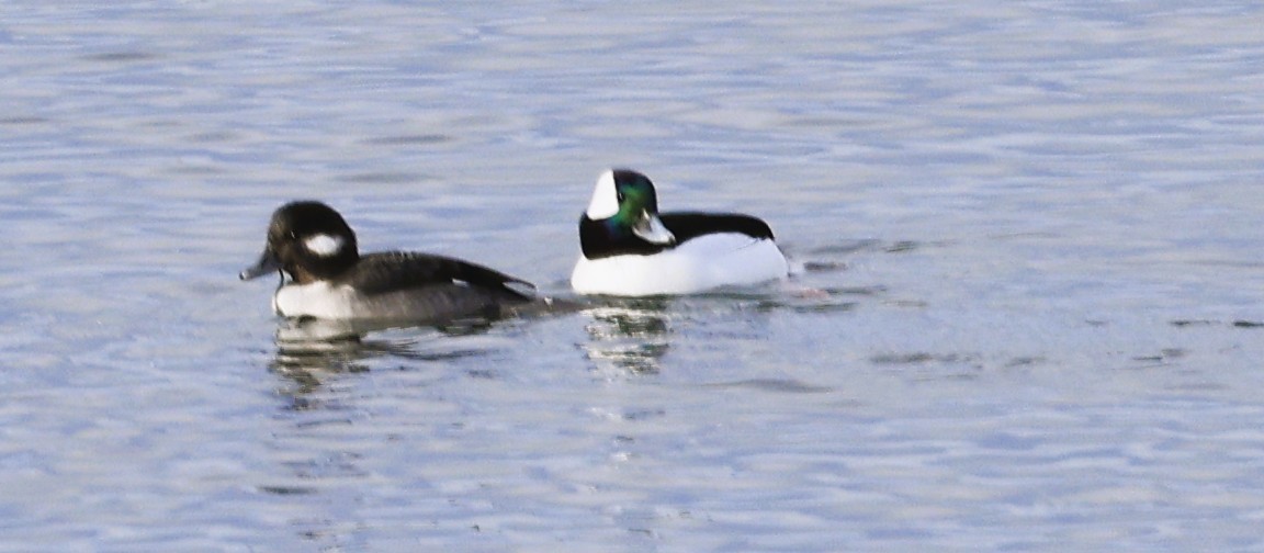 Bufflehead - ML645476849