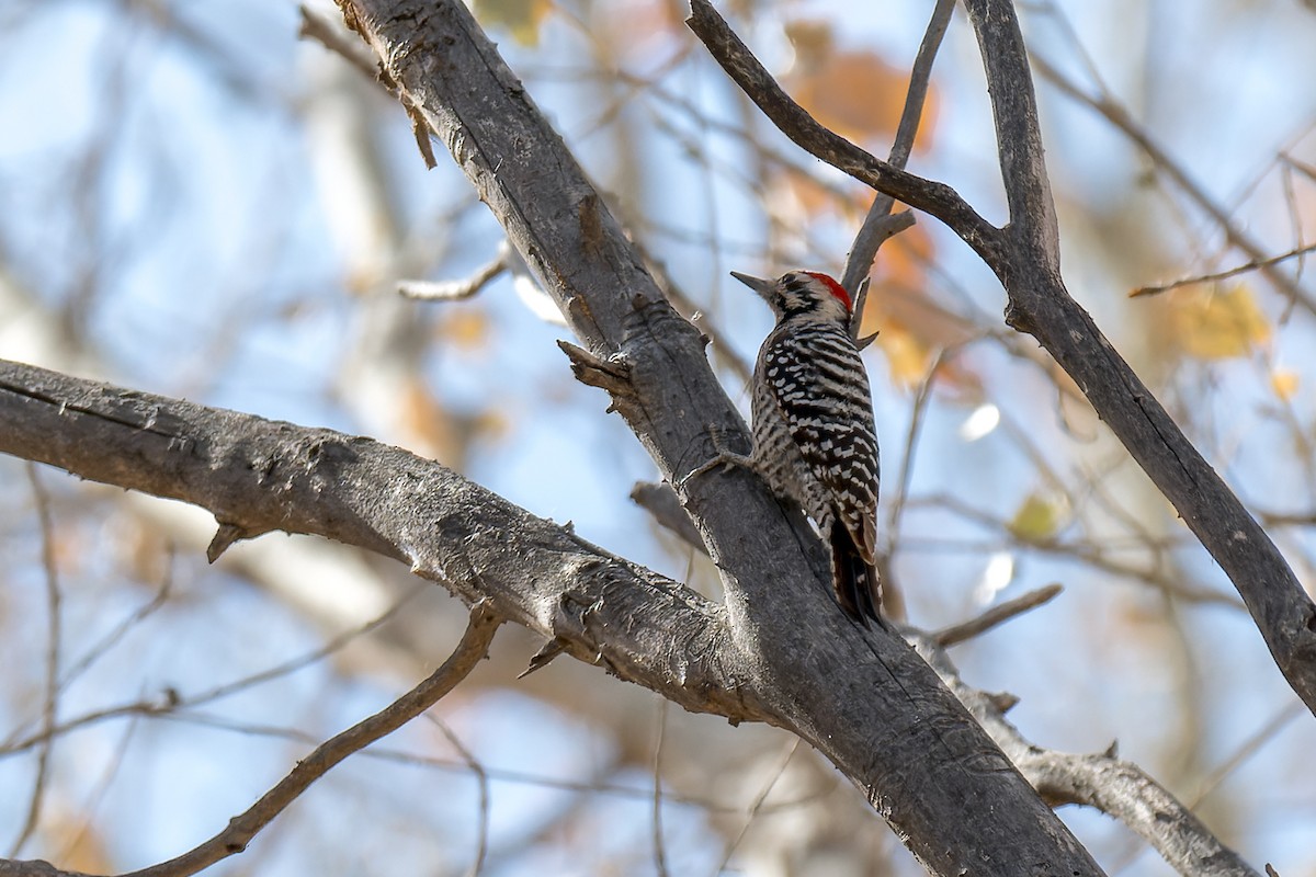 Ladder-backed Woodpecker - ML645476850