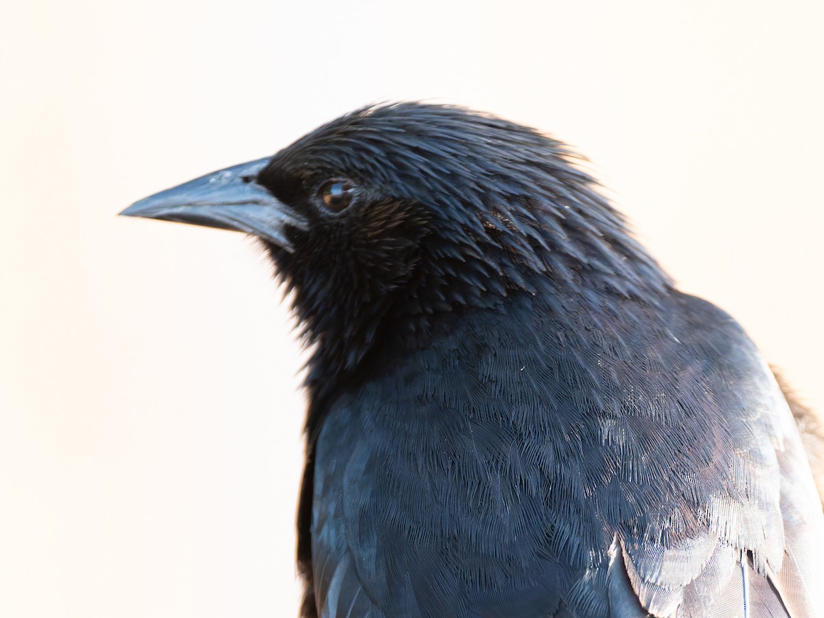 Chopi Blackbird - ML645476851